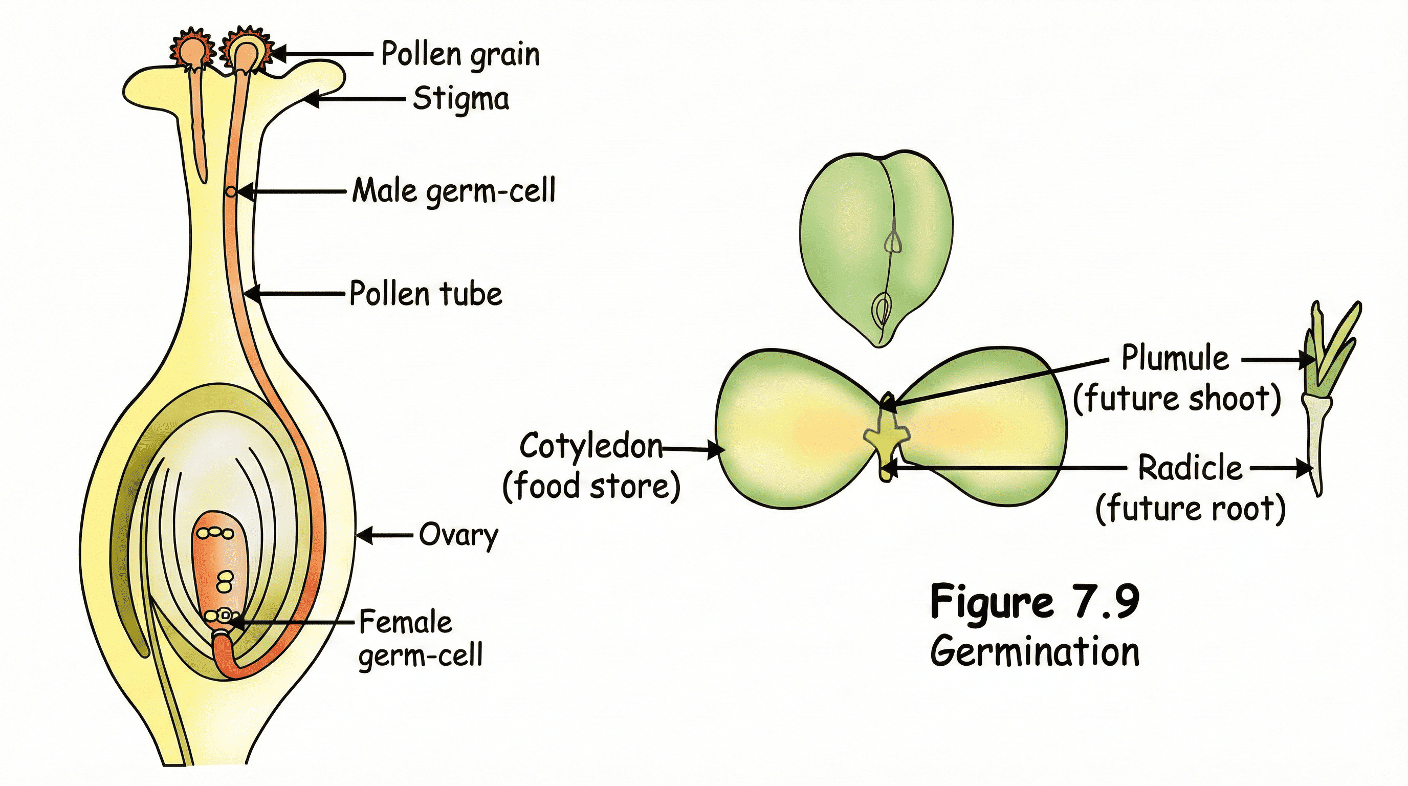 Pollen Germination